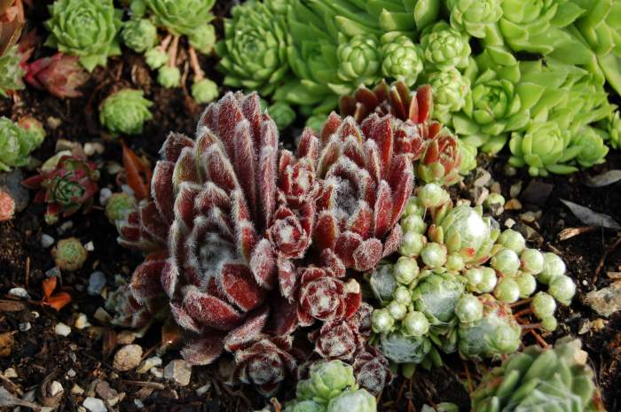 Sempervivum Dachwurz Hauswurz